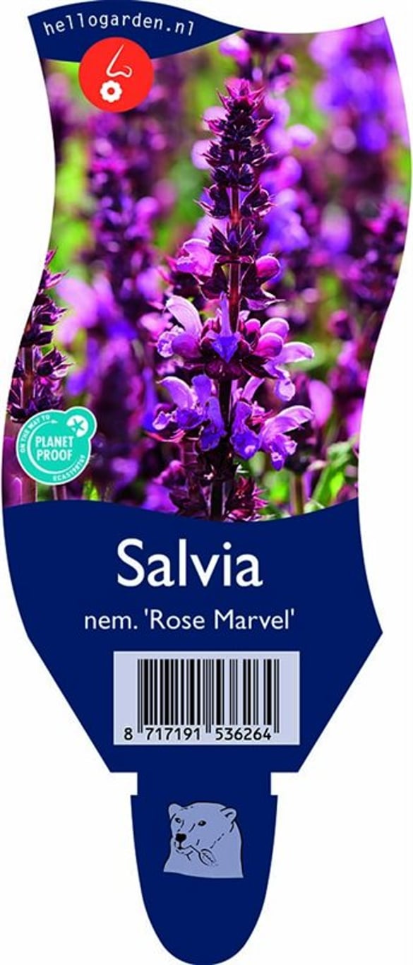 Salvia sylv. 'Rose Marvel' - P11